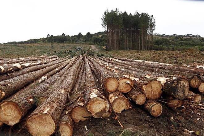 Após o corte as toras são acumuladas em locais estratégicos para facilitar o transporte. | 