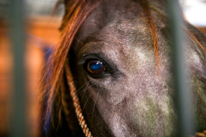 Beleza e bem estar dos animais é notada nos detalhes. Foto: Daniela Barcellos-Palácio Piratini | 