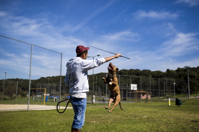 A cachorra Aquira brincando com o seu dono. | Brunno Covello/Gazeta do Povo