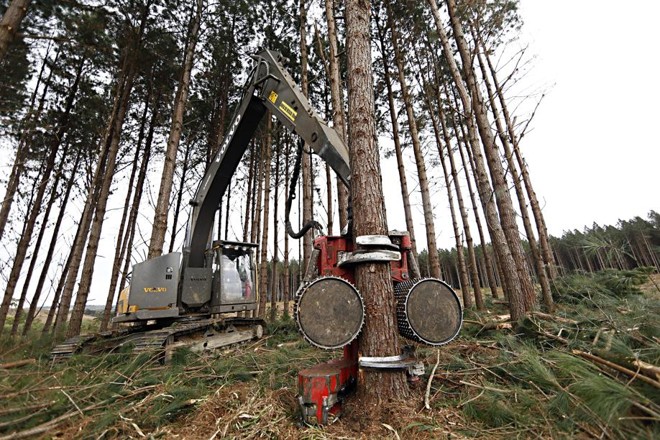 A máquina tem força suficiente para segurar e cortar a árvore que será removida. | 