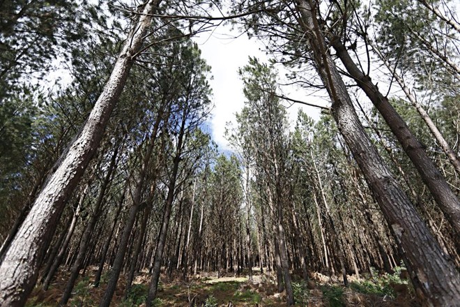 Cada hectare recebe 1,6 mil mudas. Entre 8 e 10 anos depois é feito o primeiro desbaste, onde são removidas 800 árvores. O restante fica para as etapas seguintes. | 