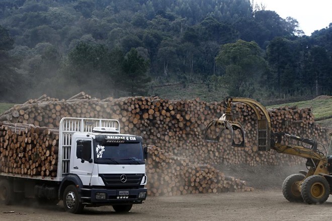 Cargas seguem direto para indústria, onde o processamento pode ser feito tanto para o ramo de papel e celulose quanto para a produção de derivados da madeira. | 