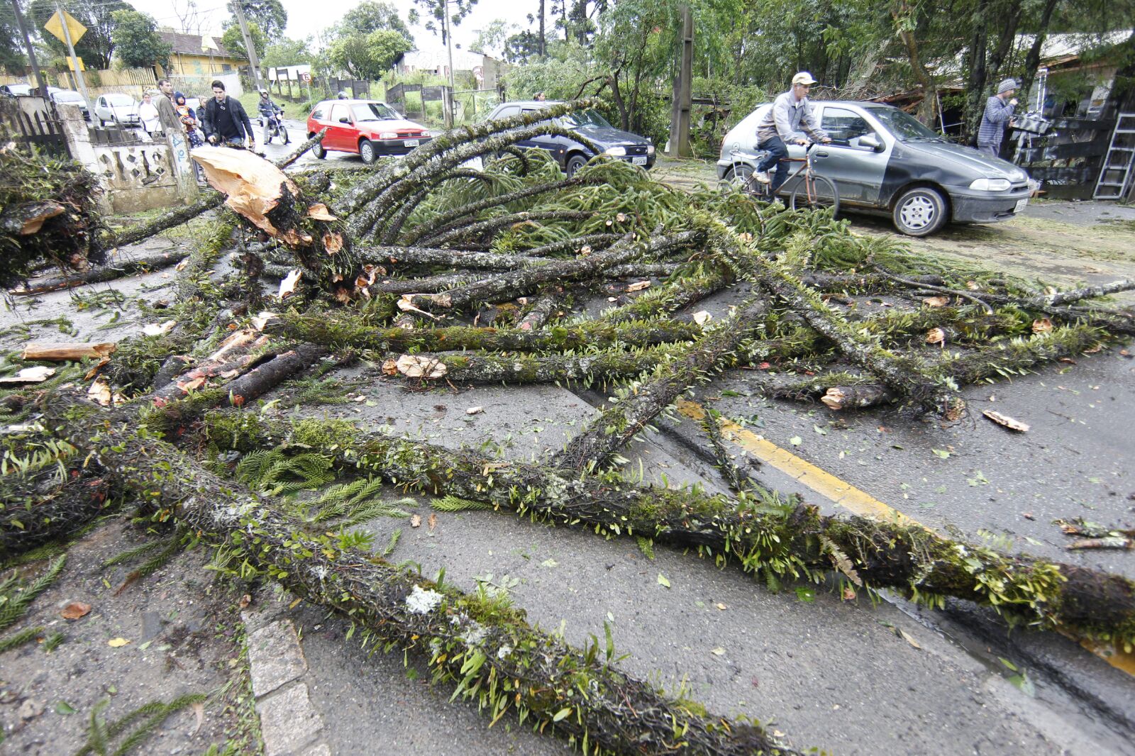 Árvore caiu na av. Anita Garibaldi, na Barreirinha. | Aniele Nascimento/Gazeta do Povo