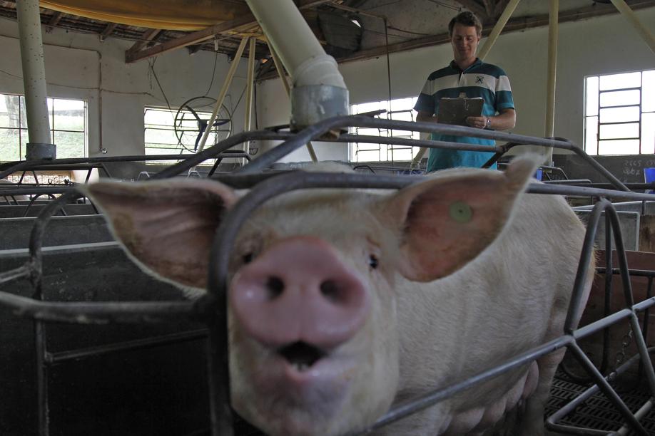 Renato Haroldo de Geus investiu R$ 1,4 milhão na construção de duas granjas com capacidade para 2,6 mil animais. |