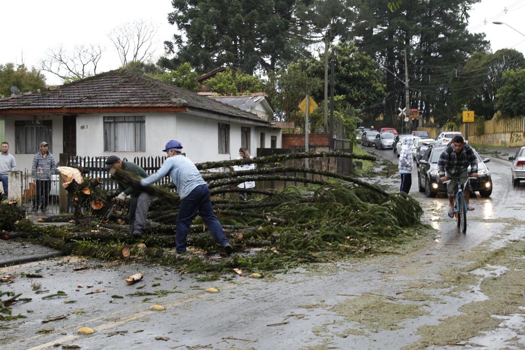 Árvore cai sobre rua no bairro Barreirinha | Aniele Nascimento/Gazeta do Povo