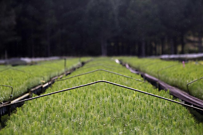 Na etapa inicial 960 mudas são agrupadas em bandejas e recebem irrigação. Em aproximadamente 5 meses o ciclo é completado e pode-se fazer o plantio. | 