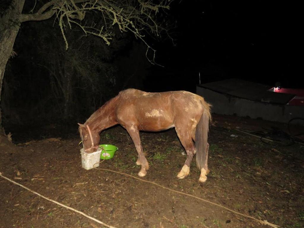 Depois do susto, cavalo foi entregue ao dono | Reprodução/Facebook/ONG Força Animal