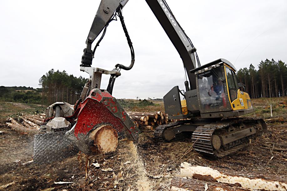 Peso elevado dificulta transporte de toras por estradas de chão, pressionando competitividade logística da indústria. | Albari Rosa / Gazeta Do Povo