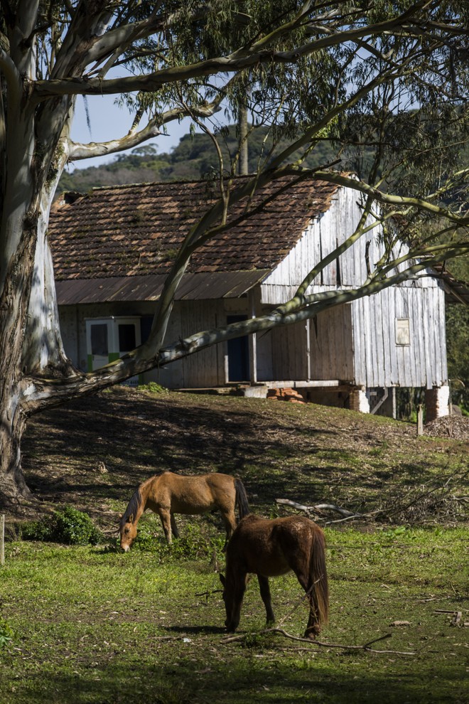 Cenário bucólico ao lado da avenida Fredolin Wolf. | Brunno Covello/Gazeta do Povo
