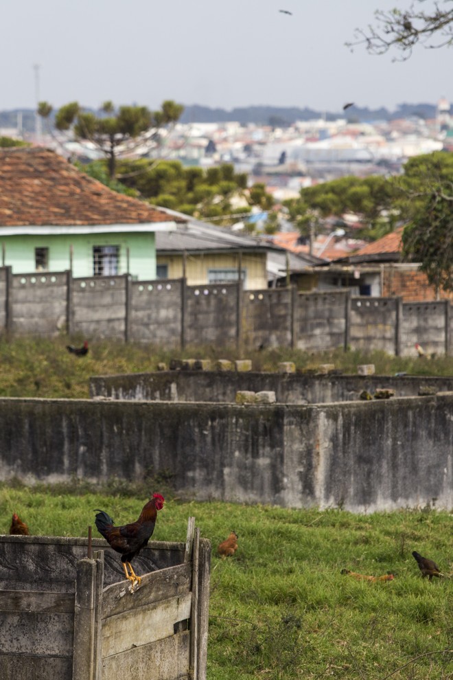 Terreno com galinhas e uma vista geral da região contrasta com o movimento do comércio. | Brunno Covello/Gazeta do Povo