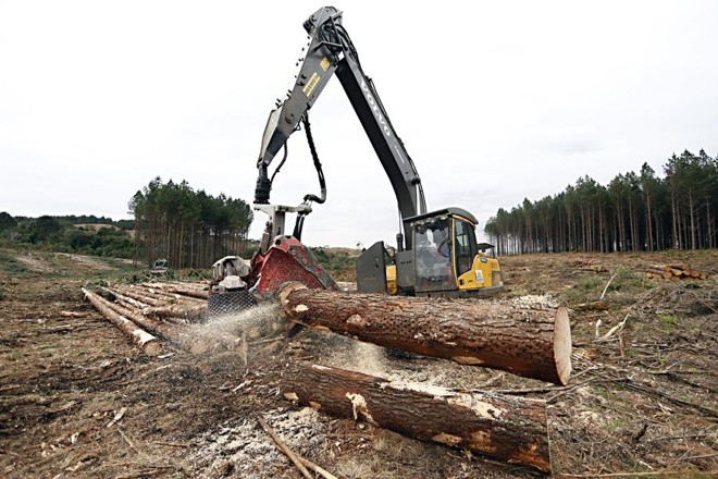 A mesma máquina que remove a árvore e retira os galhos também faz o corte em toras. | 