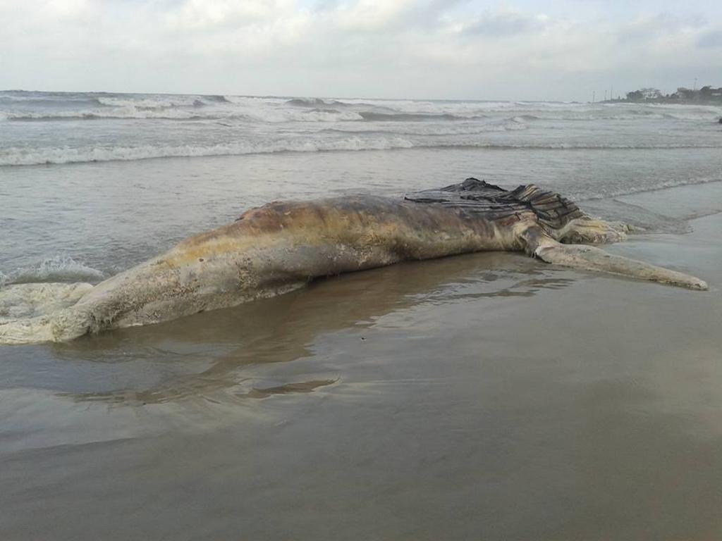 Animal estava em estado avançado de decomposição e foi enterrado na praia na segunda-feira (10) | Reprodução/Facebook/Jorge Porvilho