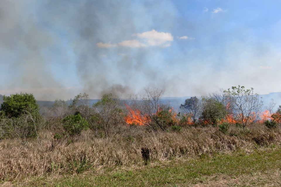 A queimada serve para extinguir as espécies invasoras e recuperar a vegetação típica dos campos gerais | IAP/Divulgação