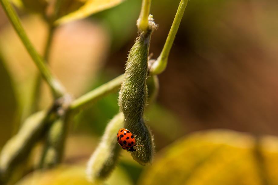 Paraná foi o palco para os testes científicos no processo de registro do grão e experimentos de produtividade ao longo da última década |