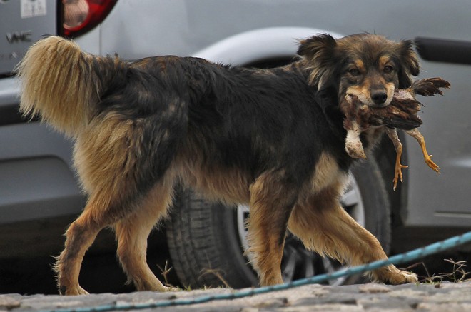 A cadela “Risadinha”, uma das mascotes do local, roubou a cena. Antes do treinamento, enquanto os jogadores estavam na academia, ela passou correndo pelo estacionamento com o almoço garantido entre seus dentes: um frango. Torcida paranista espera um time com a mesma vontade e determinação sábado, na Vila Capanema, contra o Santa Cruz. | Jonathan Campos/Gazeta do Povo
