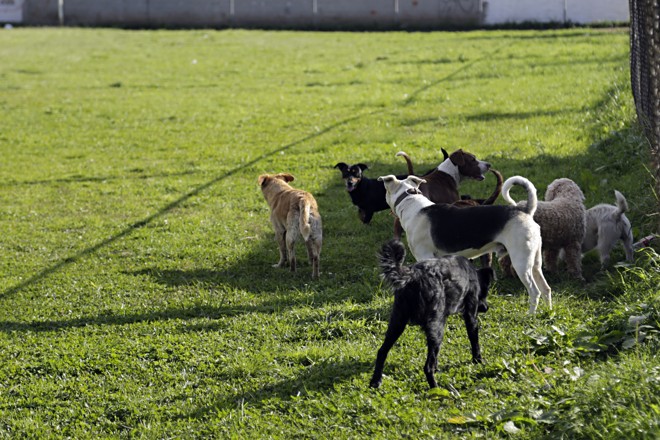 Cães, que indiram treino da Stock, vivem soltos na região | Felipe Rosa/Tribuna
