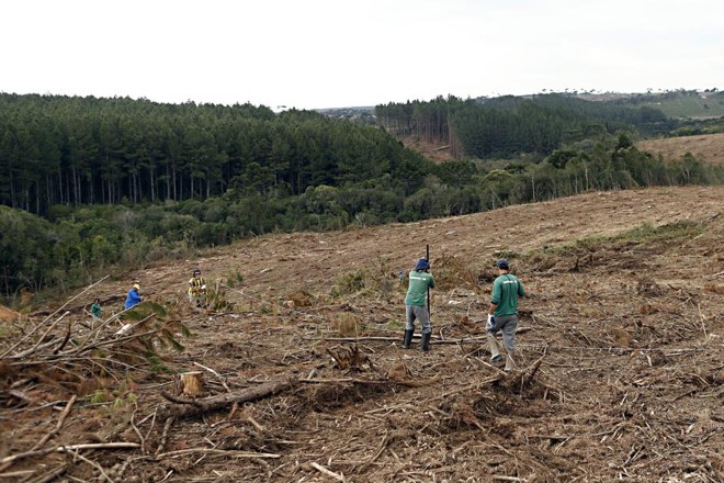 Com um cabo de aço os plantadores traçam as linhas de plantio das árvores. Depois é feita a abertura de cavas no solo, onde as mudas serão inseridas. | 