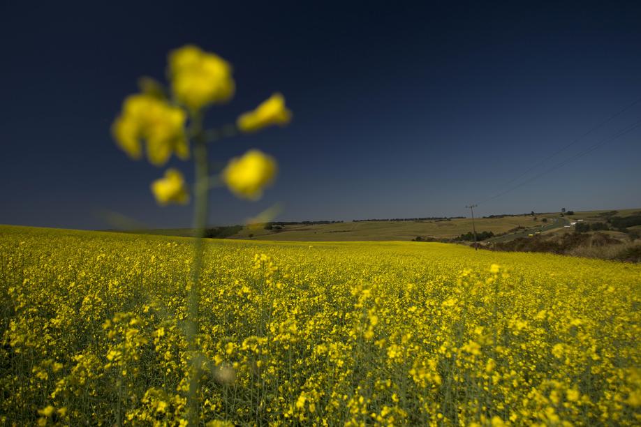 14,5 toneladas de canola devem ser produzidos no Paraná na atual safra, conforma projeção do Deral. |