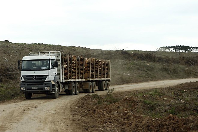Carga é transportada por estradas rurais. Em dias de chuvas o peso intenso da carga vira entrave para a colheita, pois há risco dos caminhões ficarem atolados. | 