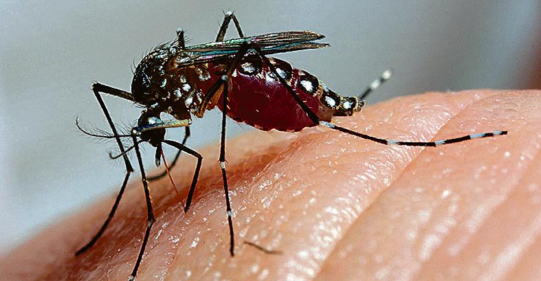 | Daniel Castellano/Gazeta do Povo