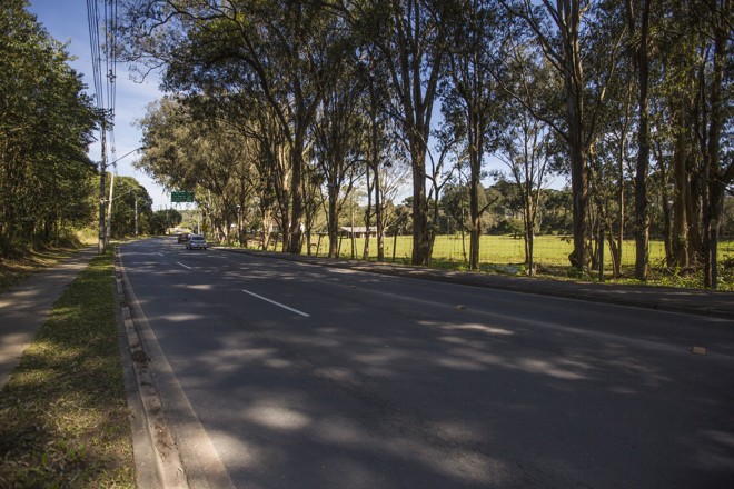 Trecho com muitas árvores da avenida. | Brunno Covello/Gazeta do Povo
