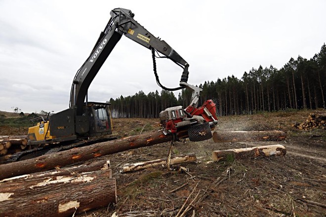 Em média um pinus atinge entre 20 e 22 metros de altura, mas pode chegar a picos de 25 metros. Isso rende entre 0,6 e 0,7 toneladas de madeira. | 