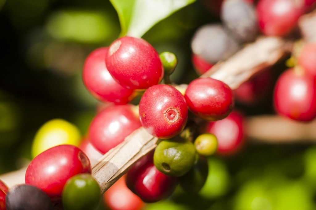 Café depende de chuva nas plantações de Minas Gerais. Cana, milho e trigo estão bem de umidade.
