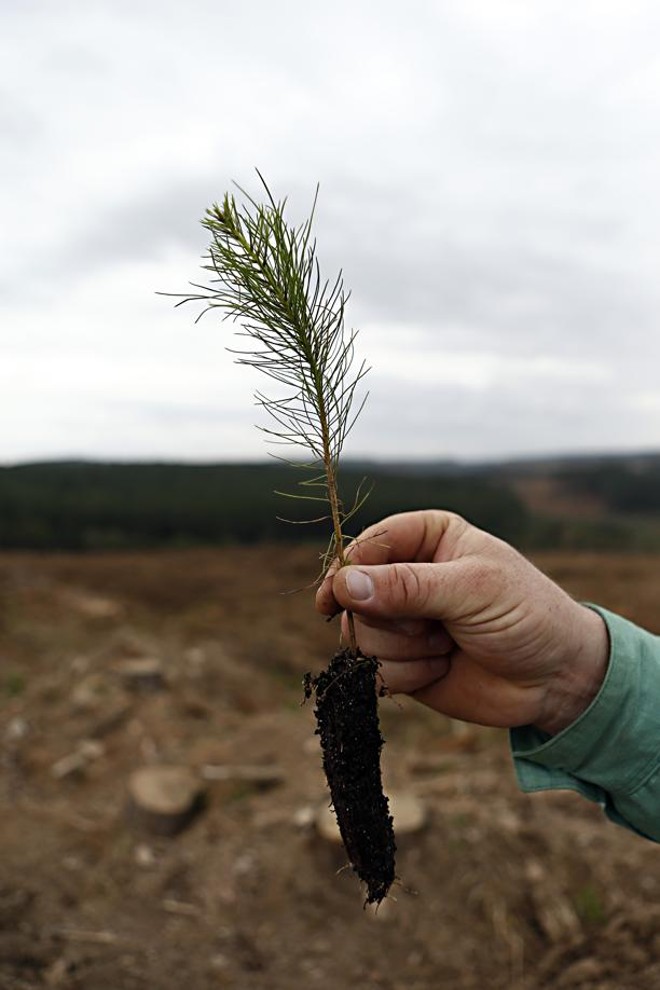 Depois de prontas, as mudas seguem para as áreas de plantio. | 