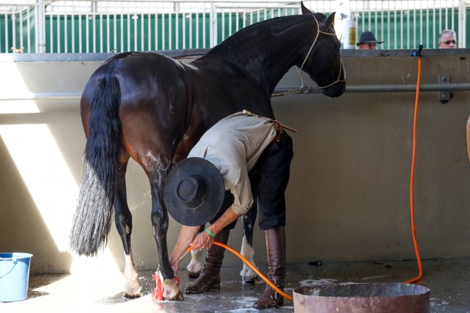 Animais recebem tratamento vip, como a limpeza e corte de pelos. Foto: Daniela Barcellos-Palácio Piratini | 