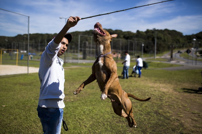 A cachorra Aquira brincando com o seu dono. | Brunno Covello/Gazeta do Povo