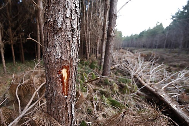 Antes do corte é feita uma avaliação das árvores que serão desbastadas. Elas recebem uma marcação para informar os operadores. Árvores tortas ou com bifurcações são as primeiras a deixar o campo. | 