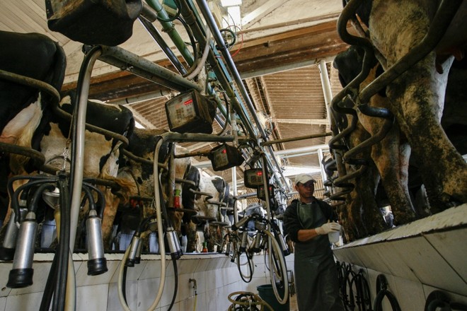 Uso de máquinas em fazendas de leite melhora qualidade sanitária do alimento. |