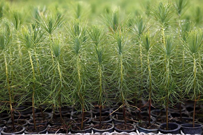 O ciclo de produção começa nos viveiros. Um quilo de semente contém 35 mil sementes. Elas são colocadas em um substrato com adubo e 90% delas germinam para formar as mudas. | 