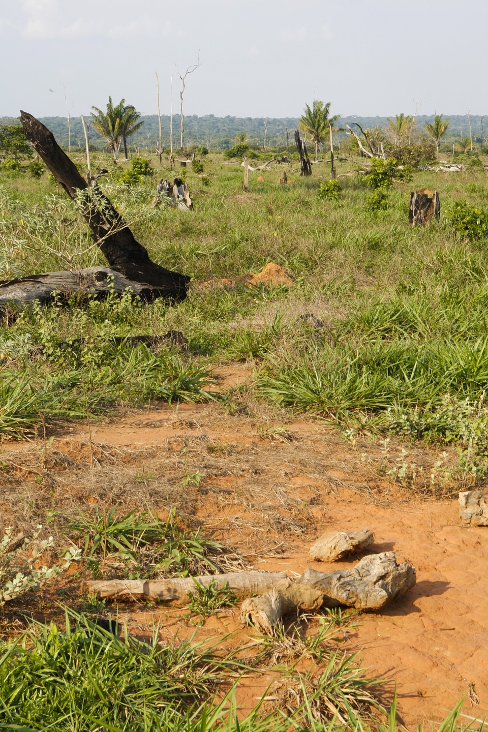 Área espera recuperação em Brianorte (MT). Código Florestal força melhor aproveitamento das terras. | Hugo Harada/Gazeta do Povo