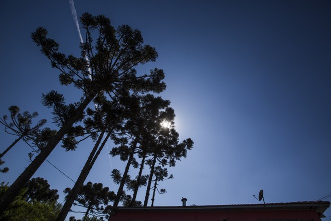 Os pinheiros fazem parte do cenário que a avenida corta, do bairro Pilarzinho à Santa Felicidade. | Brunno Covello/Gazeta do Povo
