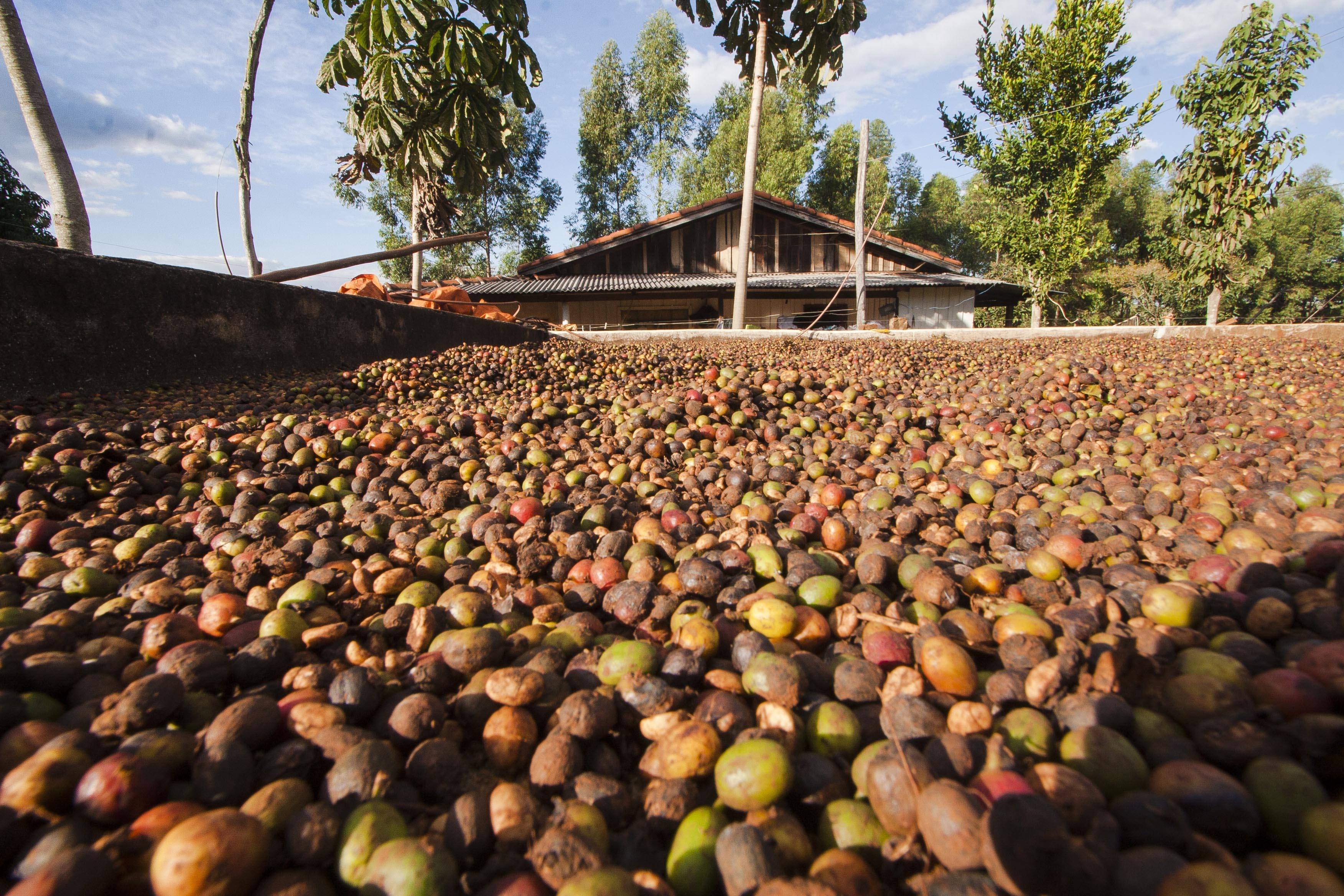 | Lineu Filho/ Arquivo Pessoal