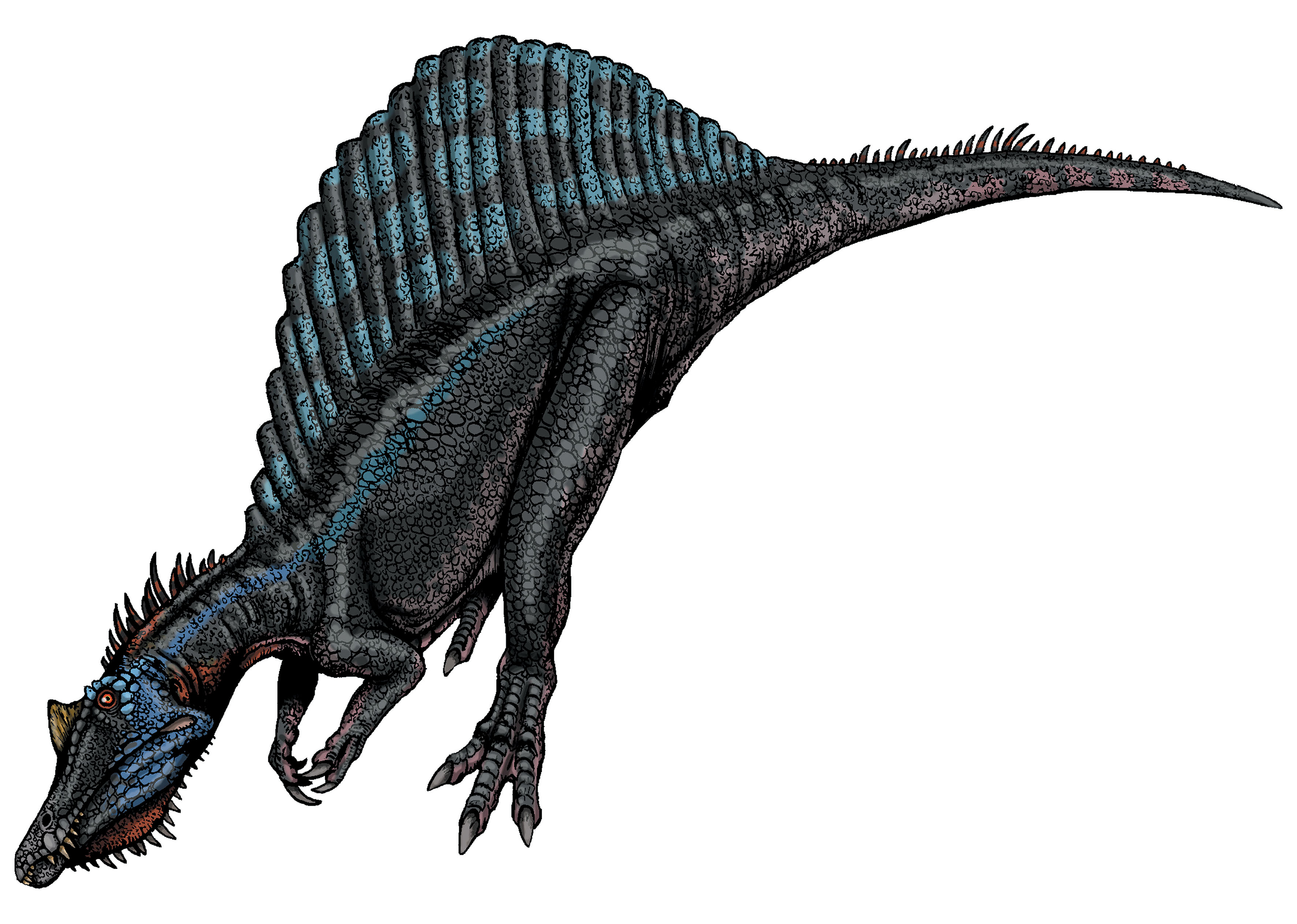 Fósseis do Irritator challengeri foram encontrados em pedreiras no Ceará. Ele passou a ser estudado em 1996. | Felipe Alves Elias/Editora Peirópolis