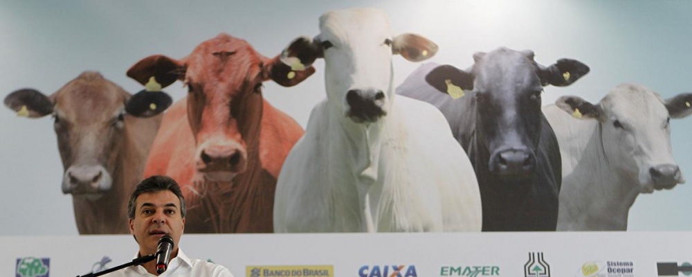 Plano de incentivo a bovinocultura não apresenta propostas concretas, mas Beto Richa avalia que é possível promover salto de qualidade no rebanho do Paraná. | Jonathan Campos / Gazeta Do Povo