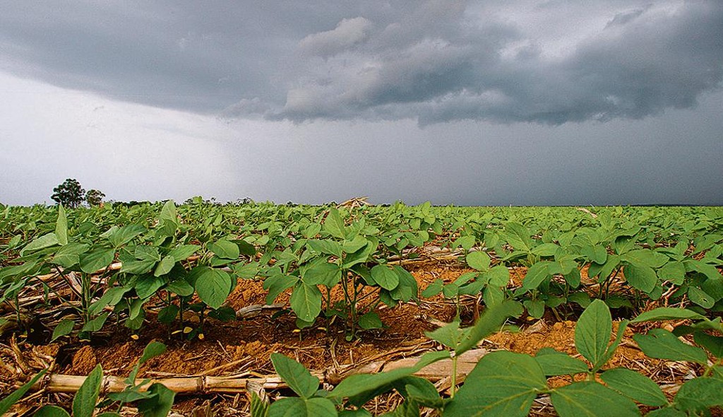 A soja deve receber mais água do que a média histórica, um estímulo à produtividade.
