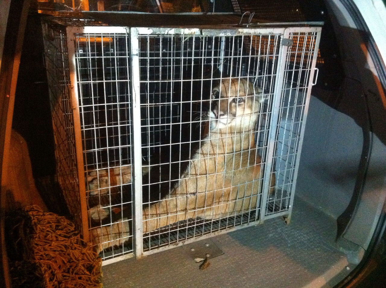 Onça aguarda um novo diagnóstico | Polícia Ambiental de Maringá/Divulgação/