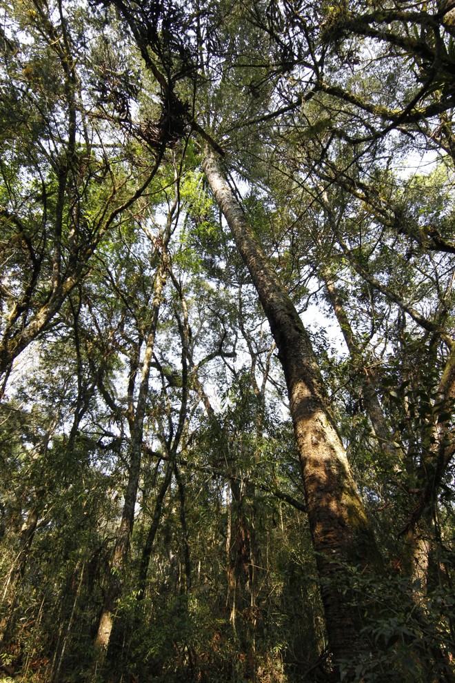 Muito verde e diversidade de espécies são características comuns nas reservas particulares. | Aniele Nascimento/Gazeta do Povo