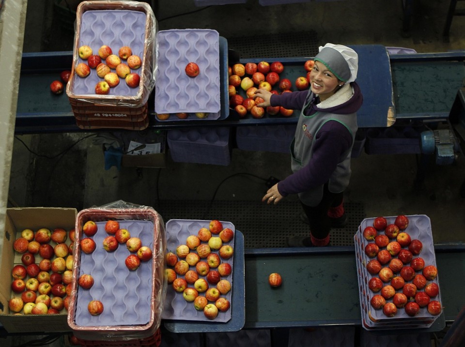 Para cada agricultor, setor da maçã rende pelo menos um emprego nas centrais de armazenagem e beneficiamento, onde a fruta dobra de valor. Foto: Jonathan Campos/Gazeta do Povo |