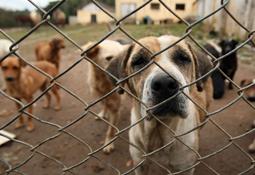 | Daniel Castellano / Gazeta do Povo