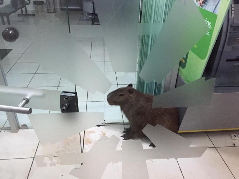 Cena inusitada: capivara ficou presa em uma agência bancária, mas permaneceu calma durante todo o tempo | /Marcio Cordeiro