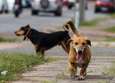 Cachorros nas ruas de Curitiba. | Brunno Covello/Gazeta do Povo