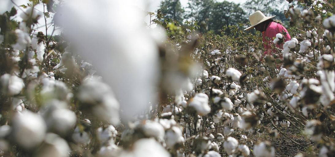 Cultivo caiu a praticamente zero no Paraná. Oito indústrias, com 2 mil funcionários, sobrevivem com matéria-prima do Centro-Oeste. | Jonathan Campos/Gazeta do Povo