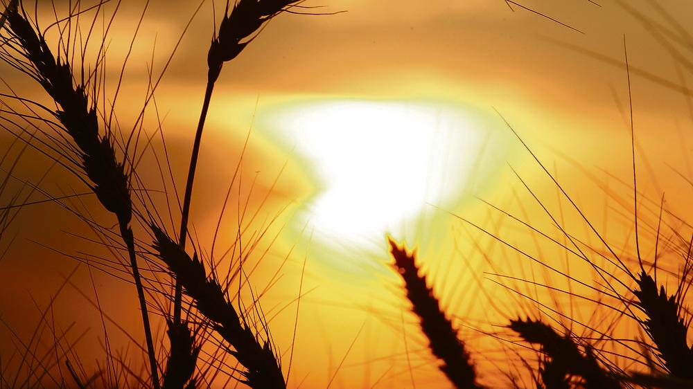 Brasil exportou 800 mil toneladas a menos do cereal este ano, reflexo da crise econômica que reduziu a presença de biscoito, salgadinho e macarrão na lista de compras do brasileiro. | Hugo Harada/Gazeta do Povo