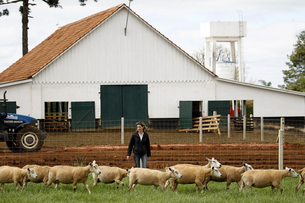 Em época de expansão, rebanhos com genética de primeira são cruciais para elevar a produção de carne, conta a pecuarista Renata Jager. |