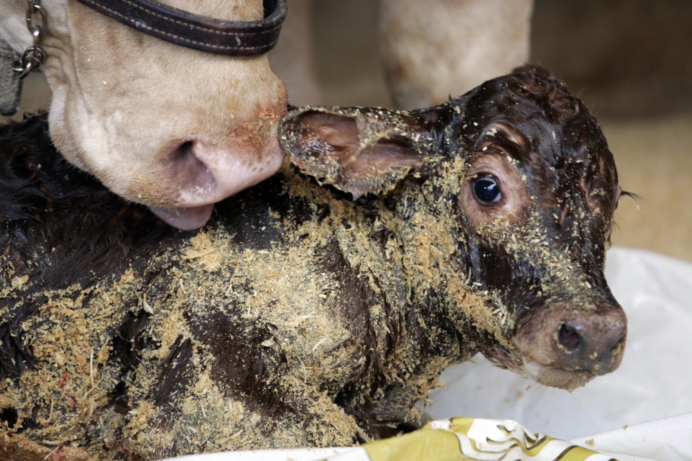 A população se depara com as diferenças entre as raças mais produtivas e, ocasionalmente, acompanha shows da natureza como o nascimento de um bezerro purunã |