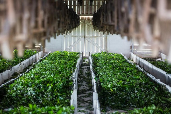 Vale da Seda que congrega 29 municípios e reúne a maior parte das 8 mil pessoas envolvidas com a atividade no estado. |